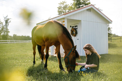The Shed-elier